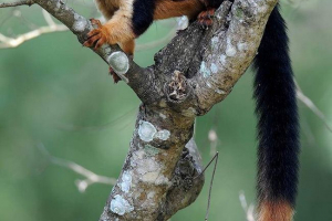 Townather - duża piękna wiewiórka Townather - duża piękna wiewiórka